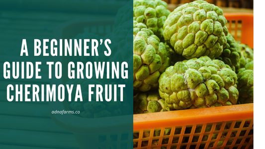A Beginner’s Guide to Growing Cherimoya Fruit: Tips for a Thriving Tree