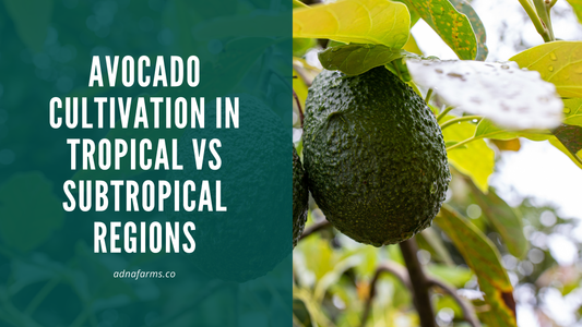 Avocado Cultivation in Tropical vs Subtropical Regions