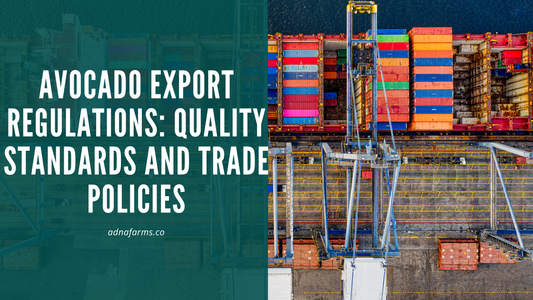 Avocado Export Regulations: Quality Standards and Trade Policies