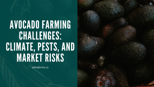 Avocado Farming Challenges: Climate, Pests, and Market Risks