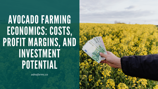 Avocado Farming Economics: Costs, Profit Margins, and Investment Potential