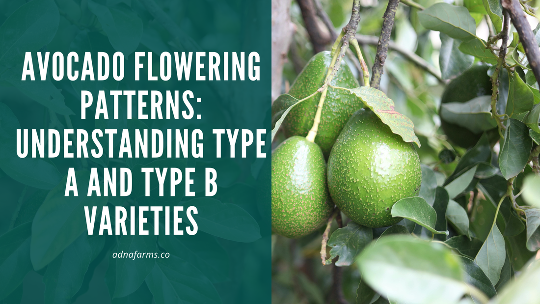Avocado Flowering Patterns: Understanding Type A and Type B Varieties
