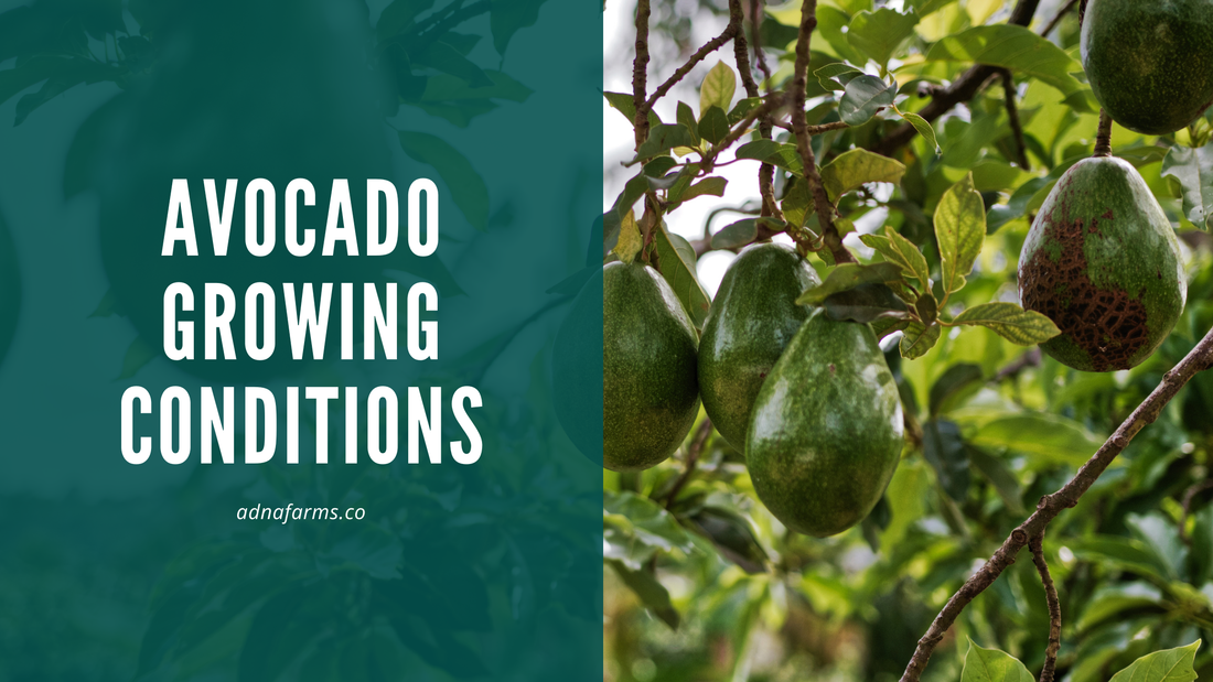Avocado Growing Conditions: Soil, Temperature, and Water Requirements for Success