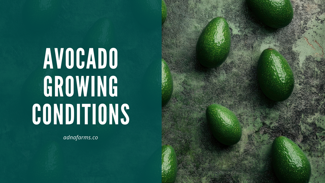 Avocado Growing Conditions: Soil, Temperature, and Water Requirements for Success