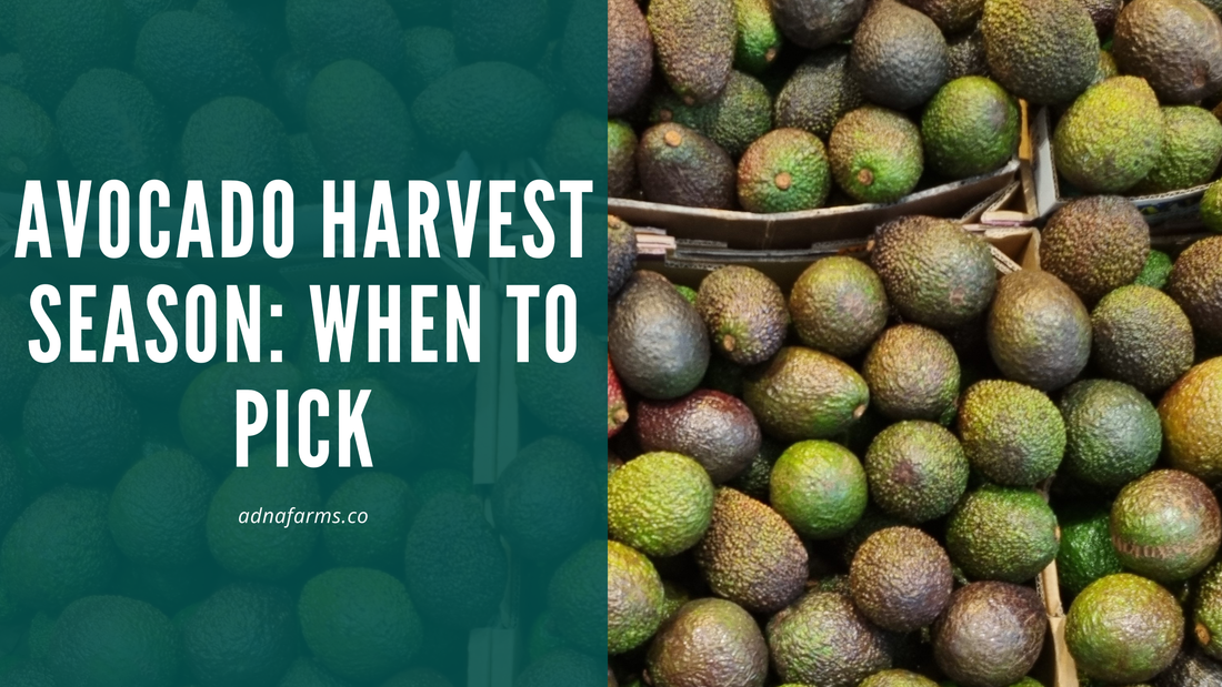 Avocado Harvest Season When to Pick