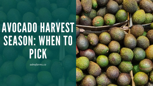 Avocado Harvest Season: When to Pick