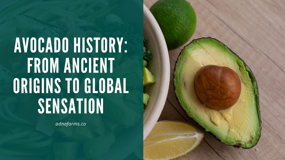 Avocado History: From Ancient Origins to Global Sensation
