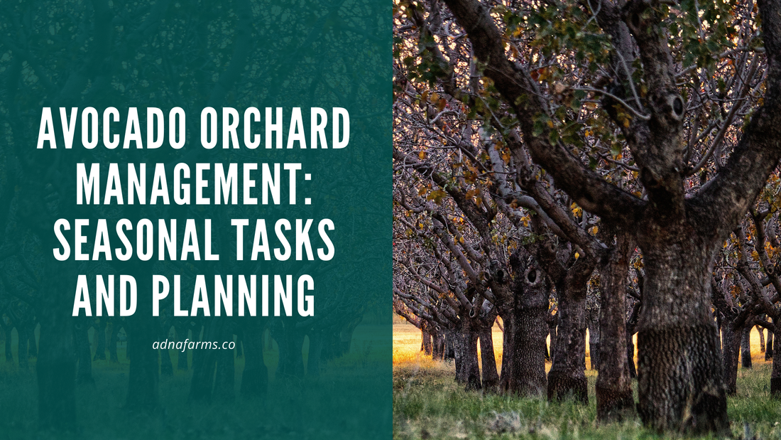Avocado Orchard Management: Seasonal Tasks and Planning