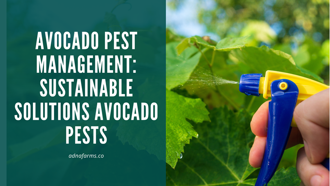 Avocado Pest Management: Sustainable Solutions for Common Avocado Pests