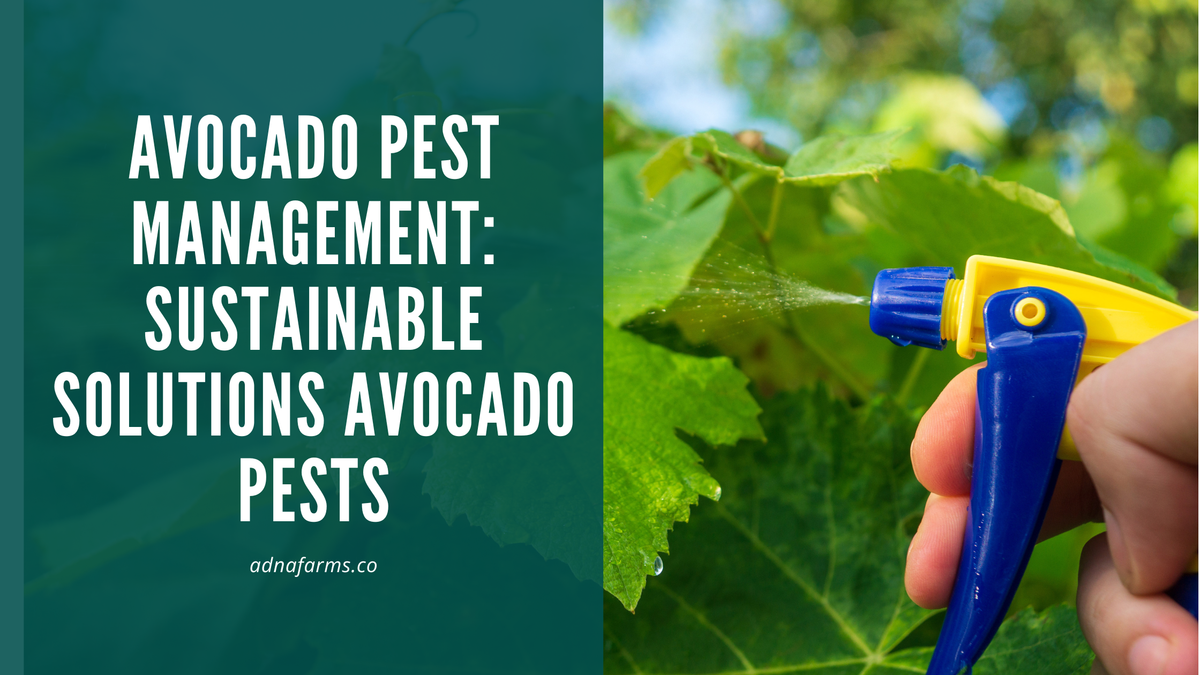 Avocado Pest Management: Sustainable Solutions for Common Avocado Pest