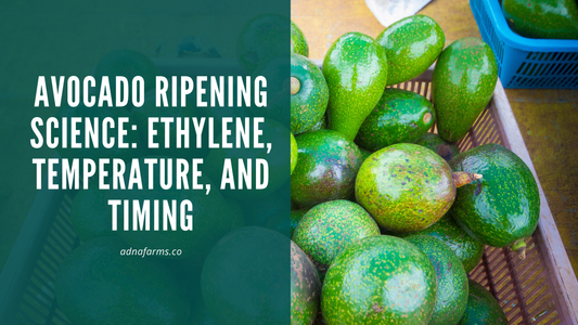 Avocado Ripening Science: Ethylene, Temperature, and Timing