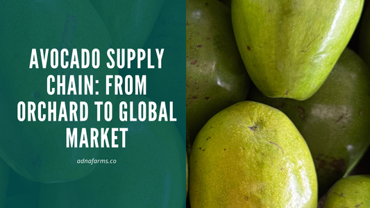Avocado Supply Chain: From Orchard to Global Market
