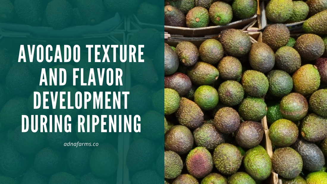 Avocado Color Preprocessing Avocado Texture and Flavor Development During Ripening