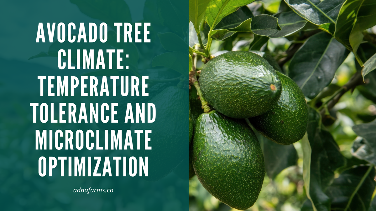 Avocado Tree Climate: Temperature Tolerance and Microclimate Optimizat