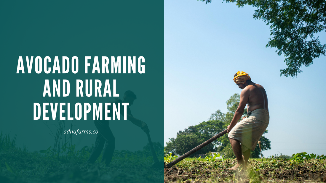 Avocado Farming and Rural Development