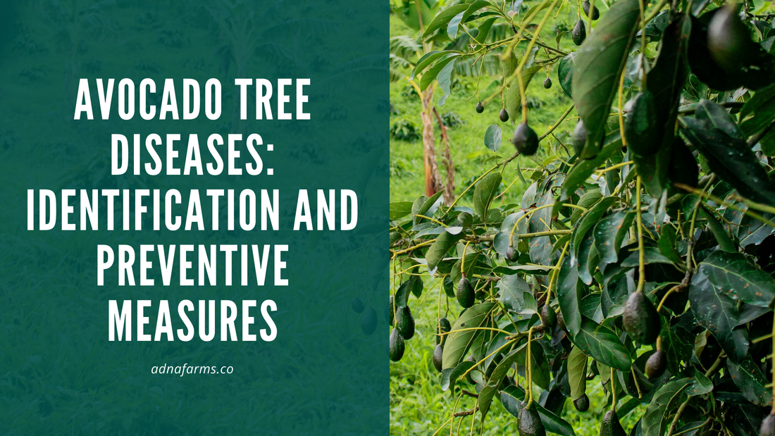 Avocado Tree Diseases: Identification and Preventive Measures