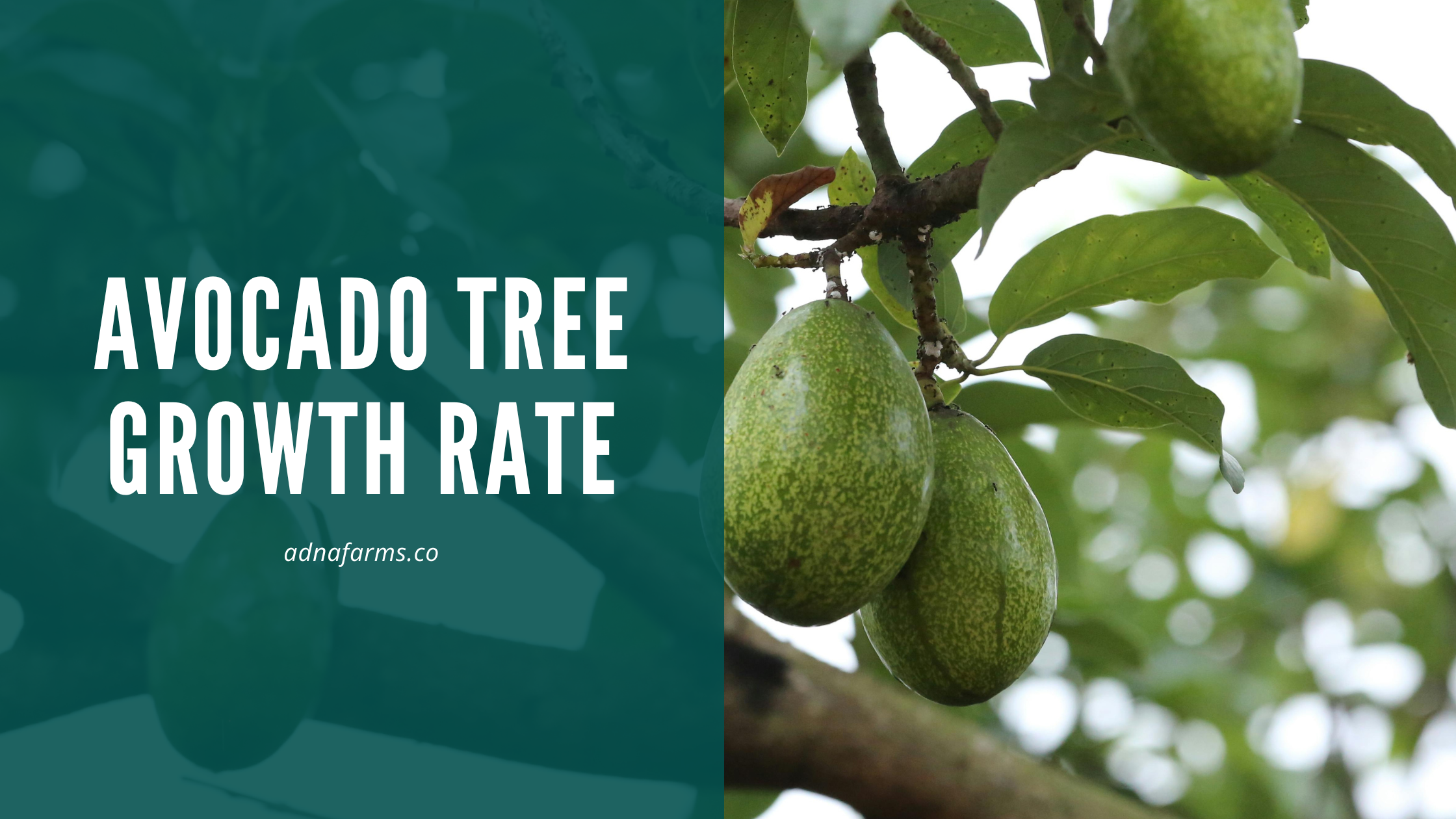 Avocado Tree Growth Rate: Biological Factors Influencing Maturity and