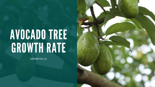 Avocado Tree Growth Rate: Biological Factors Influencing Maturity and Yield