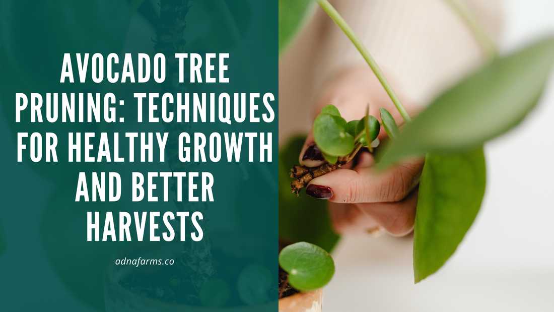 Avocado Tree Pruning: Techniques for Healthy Growth and Better Harvests