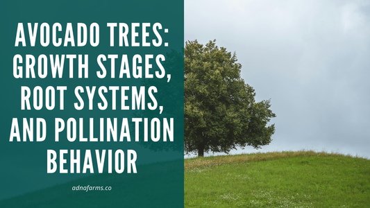 Avocado Trees: Growth Stages, Root Systems, and Pollination Behavior