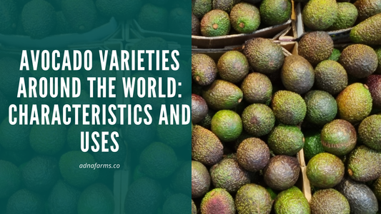Avocado Varieties Around the World: Characteristics and Uses
