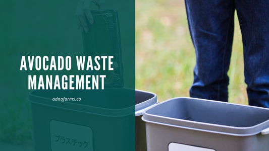 Avocado Waste Management: Toward a Circular Economy