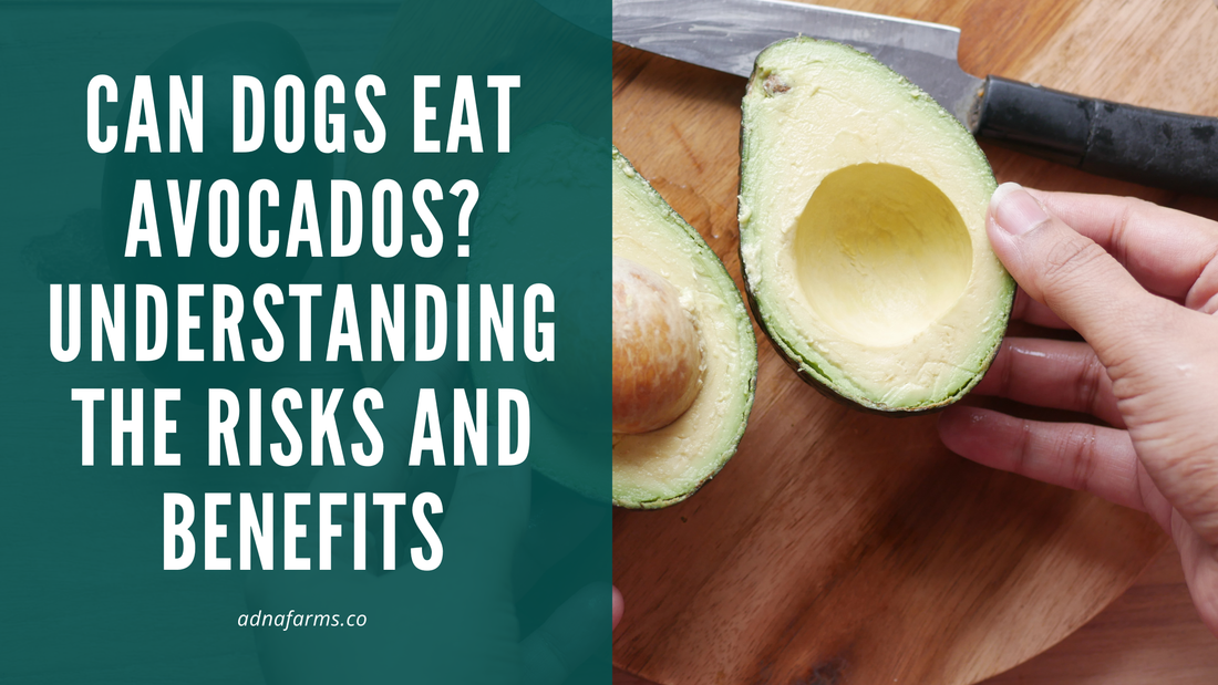 Can Dogs Eat Avocados? Understanding the Risks and Benefits