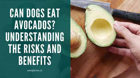 Can Dogs Eat Avocados? Understanding the Risks and Benefits