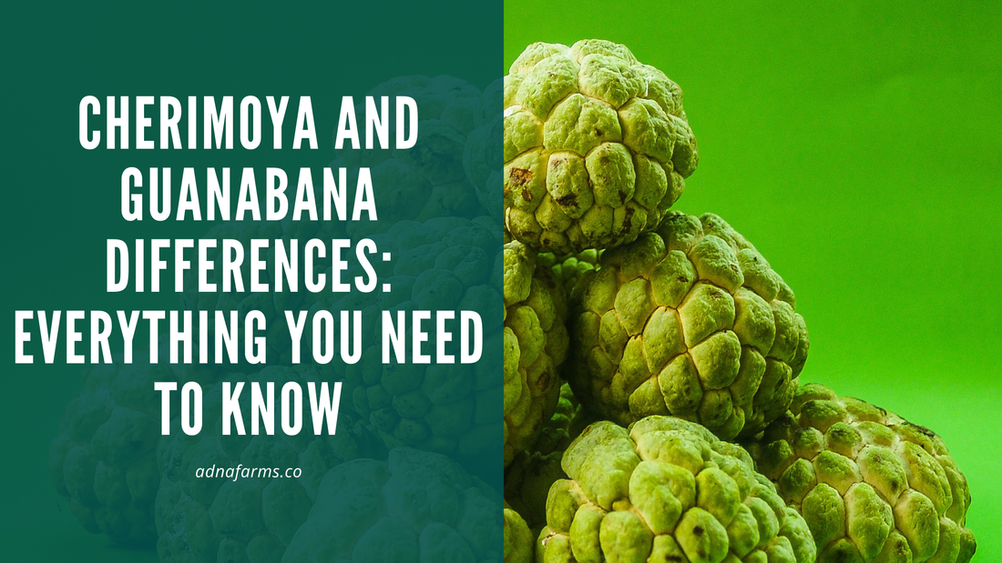 Cherimoya and Guanabana Differences: Everything You Need to Know