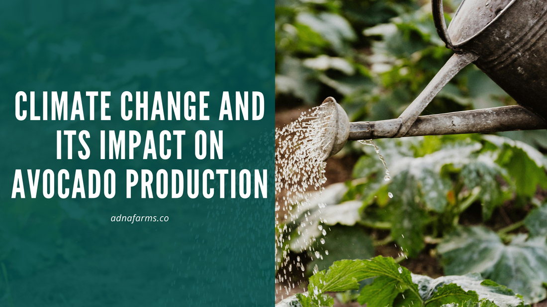Climate Change and Its Impact on Avocado Production