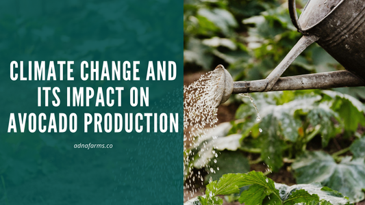 Climate Change and Its Impact on Avocado Production