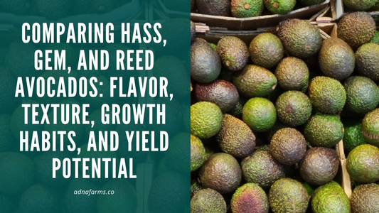 Comparing Hass, GEM, and Reed Avocados: Flavor, Texture, Growth Habits, and Yield Potential