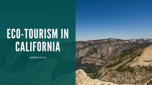 Eco-tourism in California: A Sustainable Journey through Nature's Wonders