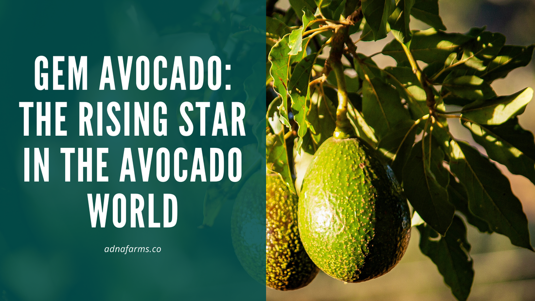 Gem Avocado: The Rising Star in the Avocado World