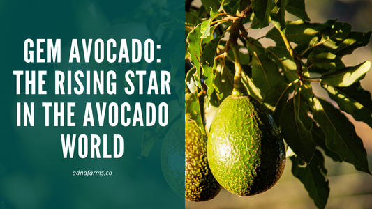 Gem Avocado: The Rising Star in the Avocado World