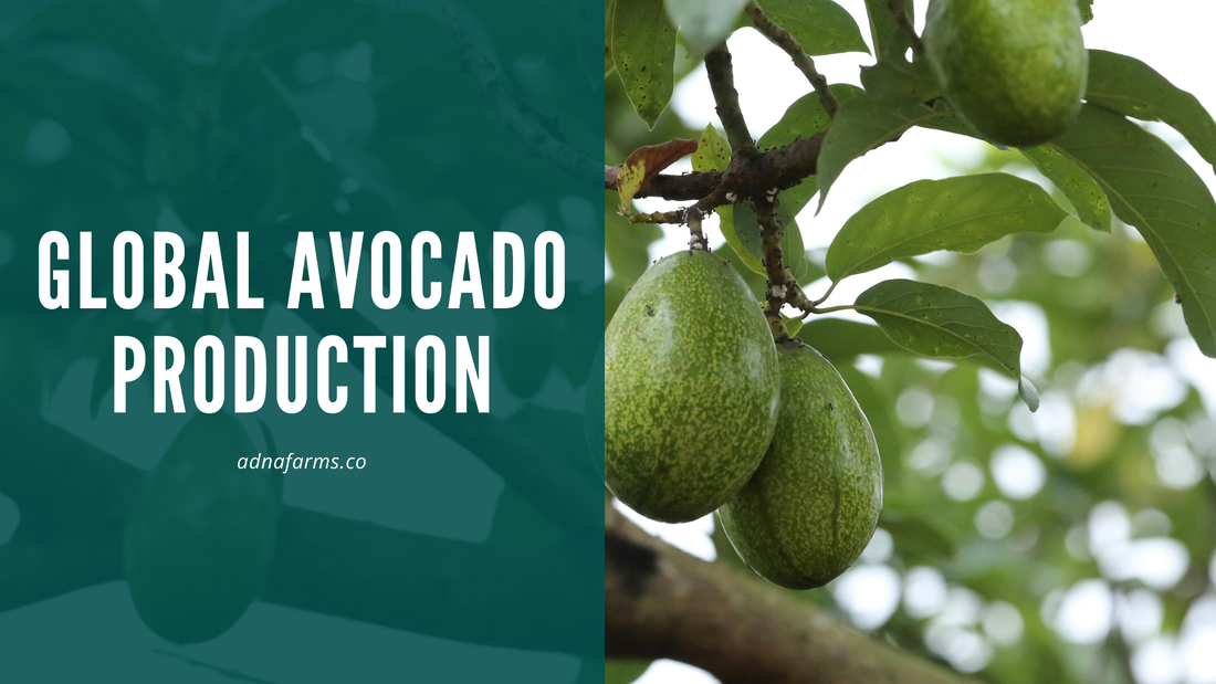 Global Avocado Production: Market Trends and Agricultural Efficiency