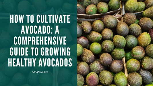 How to Cultivate Avocado: A Comprehensive Guide to Growing Healthy Avocados