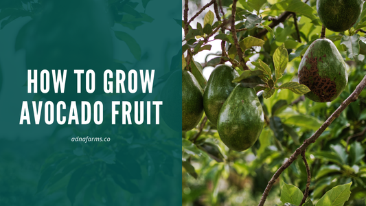 How to Grow Avocado Fruit: A Comprehensive Guide for Beginners