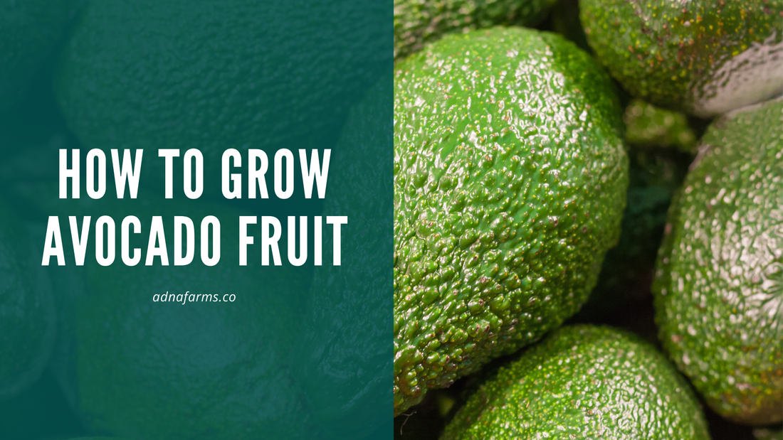 How to Grow Avocado Fruit: A Comprehensive Guide for Beginners
