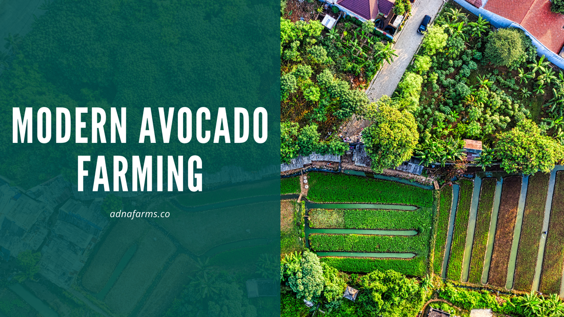 Modern Avocado Farming: Importance in Global Agriculture
