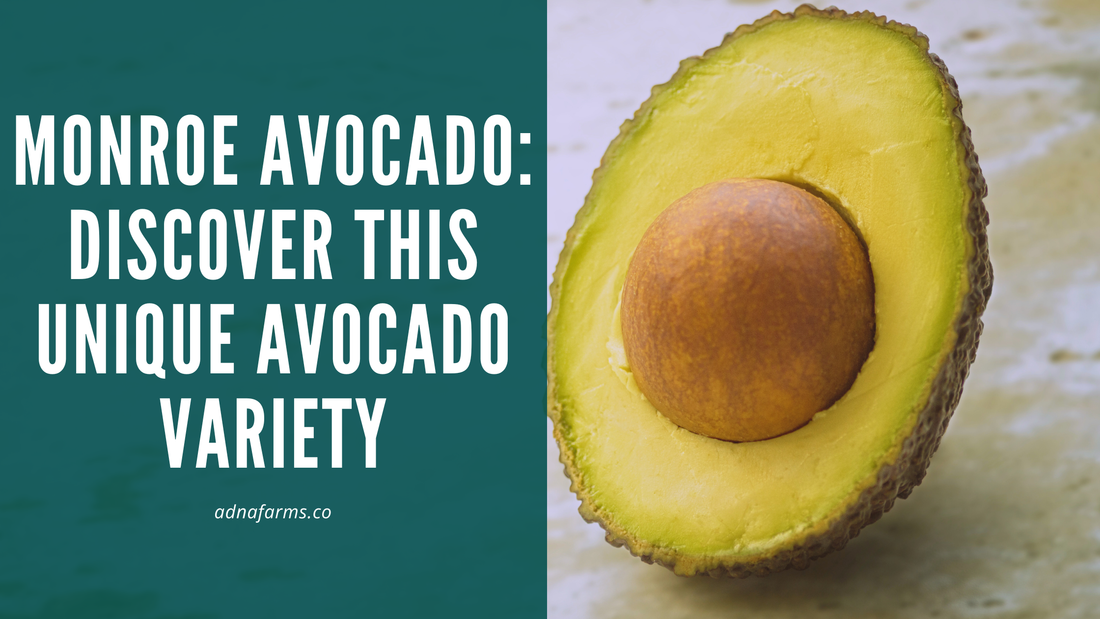 Monroe Avocado: Discover This Unique Avocado Variety