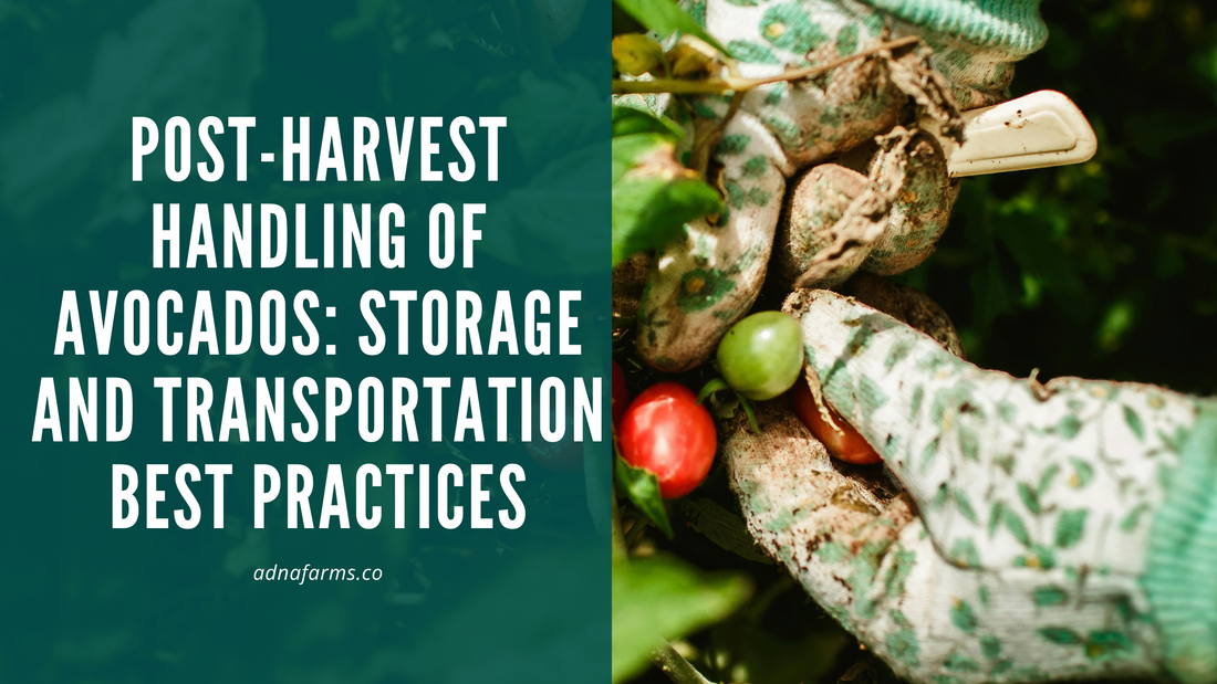 Post-Harvest Handling of Avocados: Storage and Transportation Best Practices