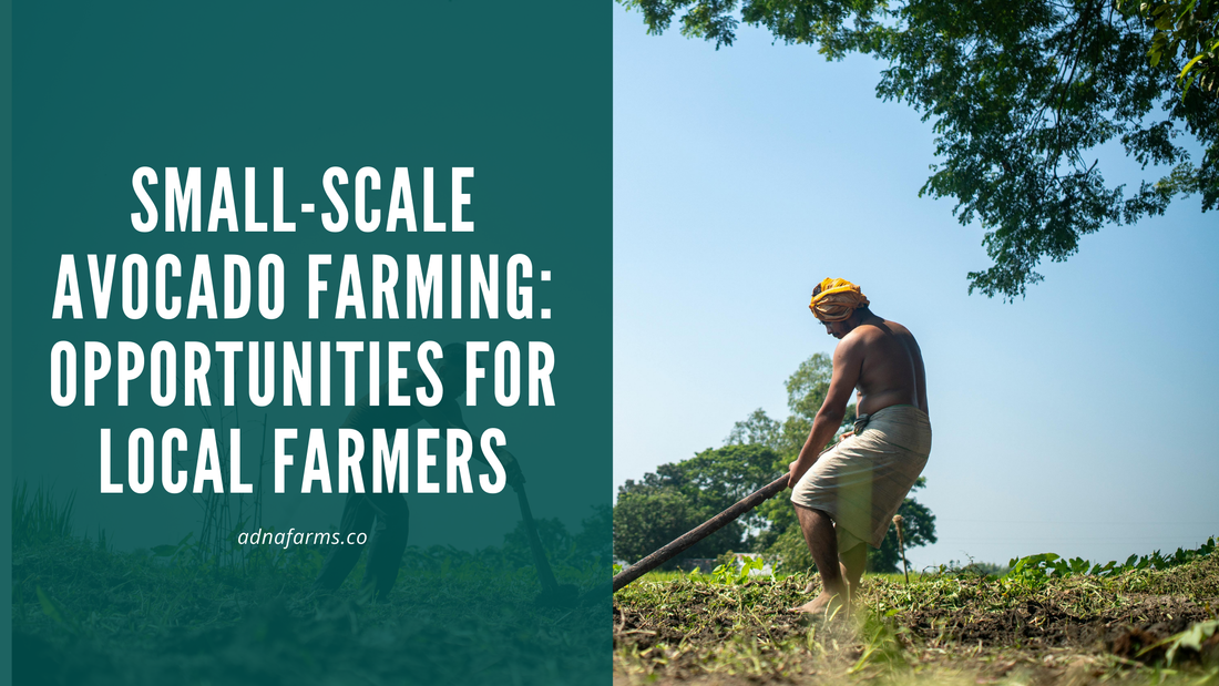 Small-Scale Avocado Farming: Opportunities for Local Farmers
