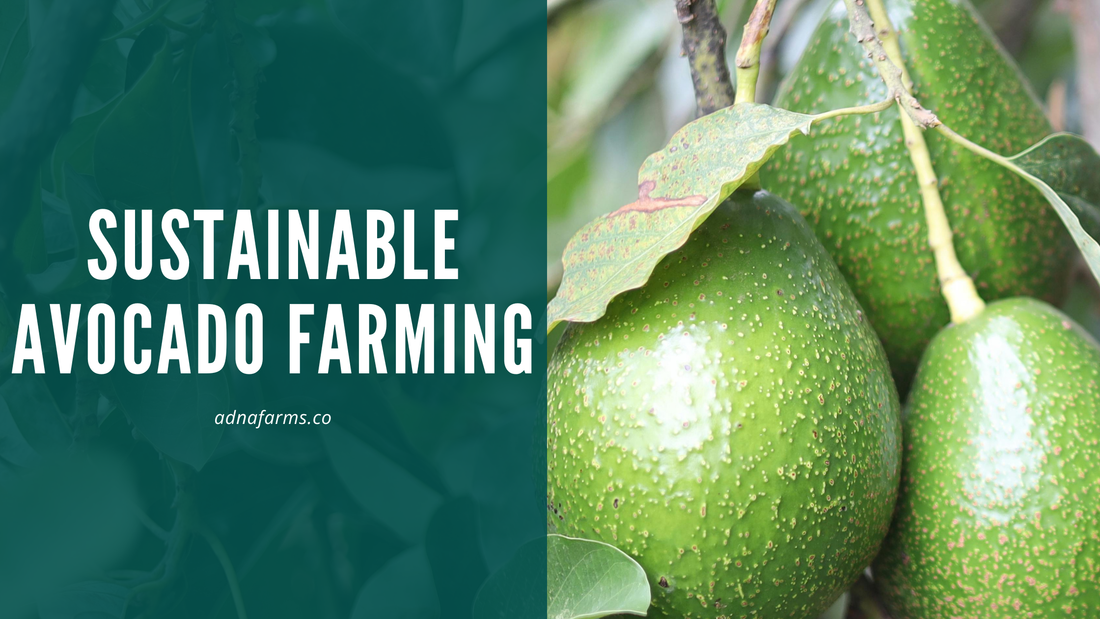 Sustainable Avocado Farming: Balancing Productivity with Environmental Responsibility