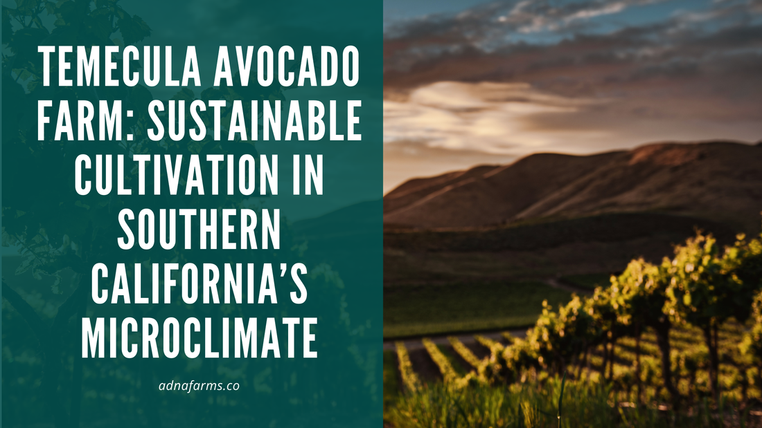 Temecula Avocado Farm: Sustainable Cultivation in Southern California’s Microclimate