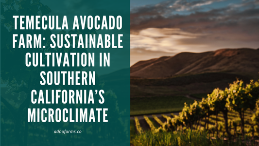 Temecula Avocado Farm: Sustainable Cultivation in Southern California’s Microclimate