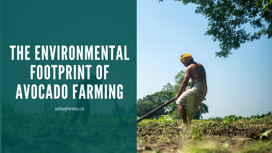 The Environmental Footprint of Avocado Farming