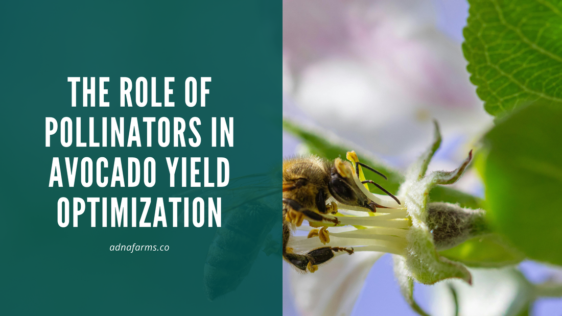 The Role of Pollinators in Avocado Yield Optimization