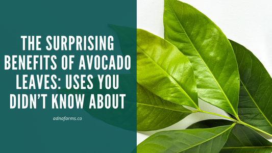 The Surprising Benefits of Avocado Leaves: Uses You Didn’t Know About
