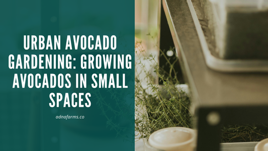 Urban Avocado Gardening: Growing Avocados in Small Spaces